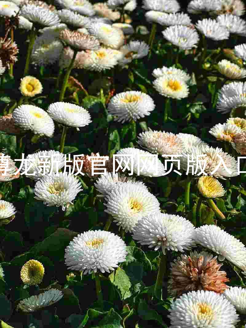尊龙新版官网网页版入口